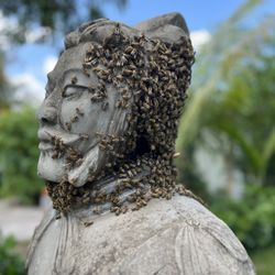 Pest Boys - BEES!