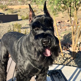 Sunny Days Mobile Grooming - Pet Groomers Near Me Sunny Days Mobile Grooming - Pet Groomers Near Me