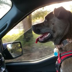 Lake Katrine Animal Hospital - Happy Boy after Vet visit.