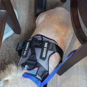 Thai Basil - Service dog - Thai Near Me - Fullerton, California Thai Basil - Service dog - Thai Near Me - Fullerton, California