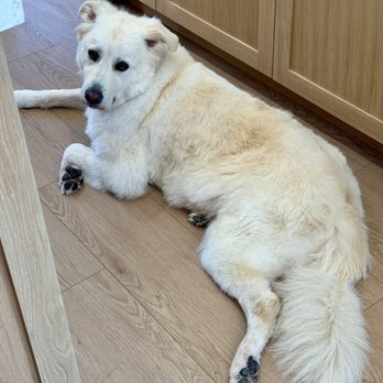 Pampamobile Pet Grooming - Pet Groomers Near Me - Hawthorne , California