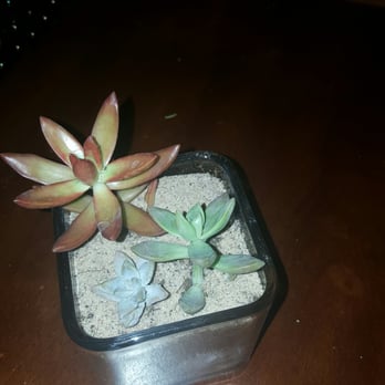 Isaac Farms - Tiny succulents - Nurseries & Gardening Near Me - Miami, Florida