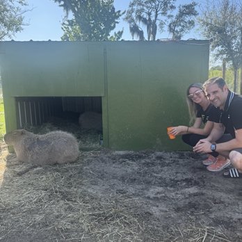 Showcase of Citrus - Capybara experience - Attraction Farms Near Me - Clermont, Florida