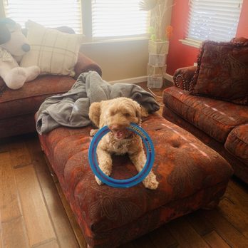 Puppy Cutz - Linus playing - Pet Groomers Near Me - San Jose, California