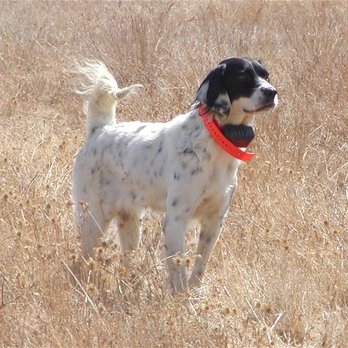 Don O'Brien Boarding & Training Kennel - Pet Sitting Near Me - Wilton, California Don O'Brien Boarding & Training Kennel - Pet Sitting Near Me - Wilton, California