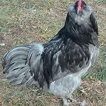 Cackle Hatchery® - Blue Roo - Bird Shops Near Me - Lebanon, Missouri