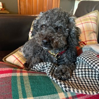 Doggie Styles - Benny - Pet Sitting Near Me - Crestline, California
