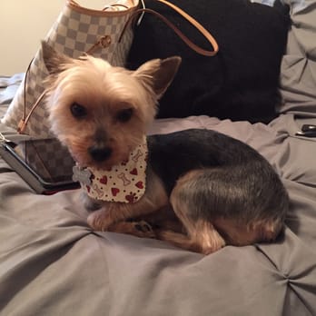 Groomingdales - Pet Groomers Near Me - Glendale, California