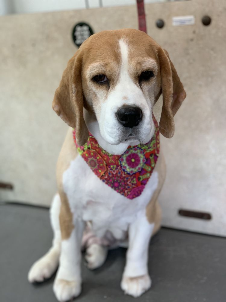 FUR DE LEASH MOBILE DOG GROOMING Updated August 2024 74 Photos & 12