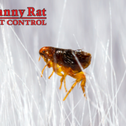 Johnny Rat Pest Control