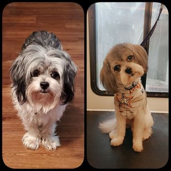 Paws At Main - Pet Groomers Near Me - Corona, California