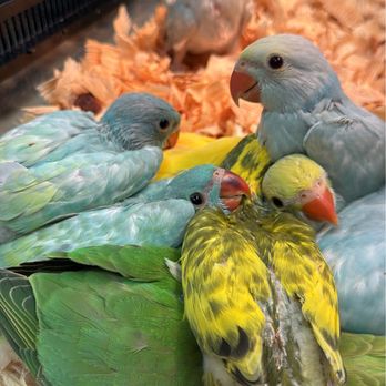 BubaPet - Pet Store - Pet Stores Near Me - Miami, Florida