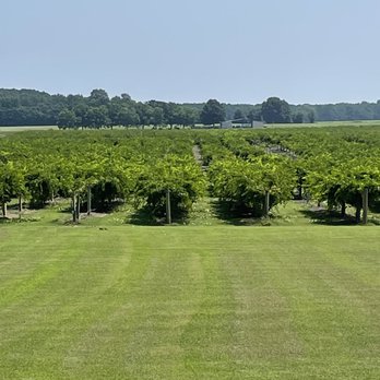 Hinnant Family Vineyards - Out back looking into the vineyard - Wineries Near Me - Pine Level, North Carolina Hinnant Family Vineyards - Out back looking into the vineyard - Wineries Near Me - Pine Level, North Carolina