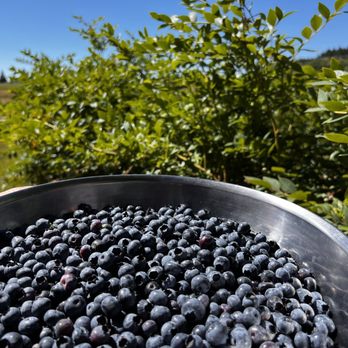 Sunrise Blueberry Farm - Pick Your Own Farms Near Me - Hillsboro, Oregon Sunrise Blueberry Farm - Pick Your Own Farms Near Me - Hillsboro, Oregon
