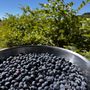 Photo of Sunrise Blueberry Farm