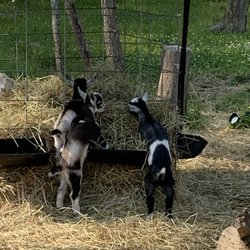 Rowandale Goat Farm