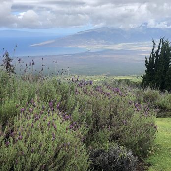 Ali'i Kula Lavender - Tours Near Me - Kula, Hawaii
