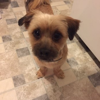 4 Paws Inn - After the grooming, he looks so adorbs!! - Pet Training Near Me - Roselle, New Jersey