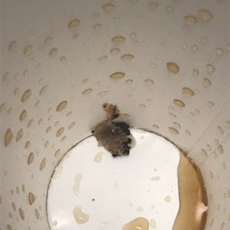 a brown bug in a white cup a brown bug in a white cup