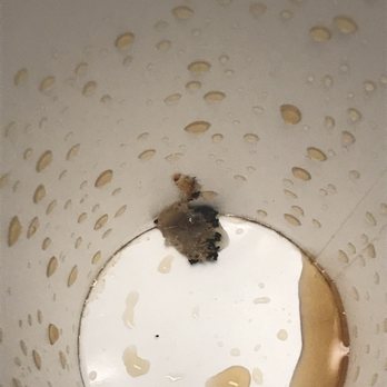 Wendy's - a brown bug in a white cup - Burgers Near Me - North Wilkesboro, North Carolina Wendy's - a brown bug in a white cup - Burgers Near Me - North Wilkesboro, North Carolina