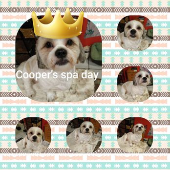 Jessica's Doggie Spa - Pet Groomers Near Me Jessica's Doggie Spa - Pet Groomers Near Me