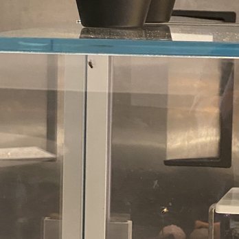 Starbucks - Flies inside and outside glass - Coffee & Tea Near Me - St. George, Utah Starbucks - Flies inside and outside glass - Coffee & Tea Near Me - St. George, Utah