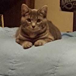 Red Diamond Uniform & Police Supply - HI this is jasper Diamond,(boy) the kitty found in your parking lot,I love my home,I sleep on my parents bed and am spoiled.thank you!!
