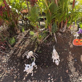 Mari's Gardens - Halloween decorations (Oct. 2021) - Nurseries & Gardening Near Me - Mililani, Hawaii Mari's Gardens - Halloween decorations (Oct. 2021) - Nurseries & Gardening Near Me - Mililani, Hawaii