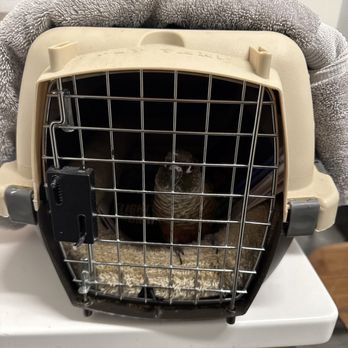 Veterinary Emergency Group - Pickles is not feeling good - Emergency Pet Hospital Near Me - San Jose, California