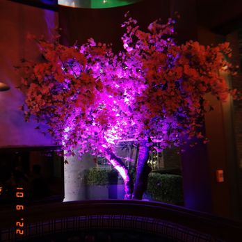 Dasha - Interior - Chinese Near Me - Toronto, Ontario