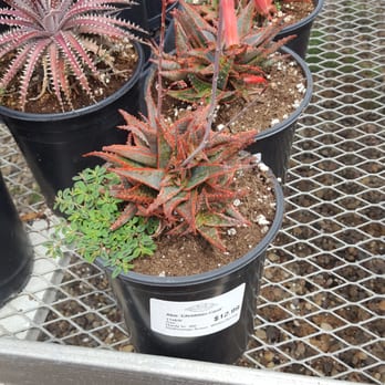 Weidners' Gardens - hot red Christmas aloe - Nurseries & Gardening Near Me - Encinitas, California Weidners' Gardens - hot red Christmas aloe - Nurseries & Gardening Near Me - Encinitas, California