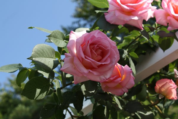 Kyoto Botanical Gardens by null