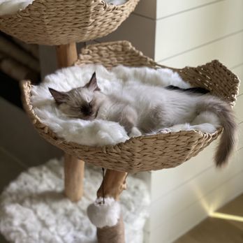 Ragdoll Blues - They love their new cat tree - Pet Services Near Me - Burleson, Texas Ragdoll Blues - They love their new cat tree - Pet Services Near Me - Burleson, Texas