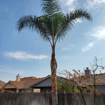 Mid-Valley Tree Service - Tree Services Near Me - Fresno, California Mid-Valley Tree Service - Tree Services Near Me - Fresno, California