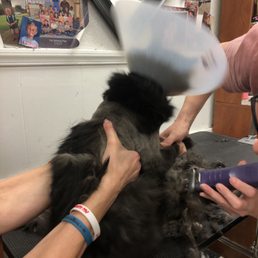 Starting the lion cut process Starting the lion cut process