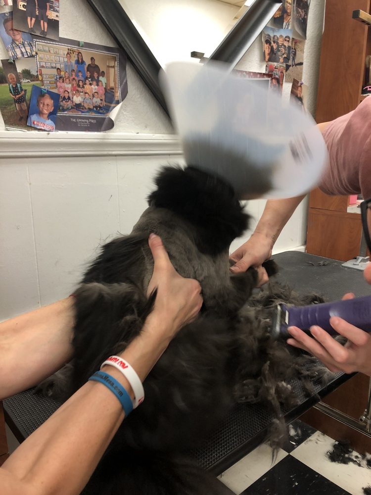 JEANNIE’S GROOMING Updated September 2024 20 Photos & 68 Reviews