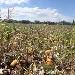 Day Farms - Pumpkin season is coming
