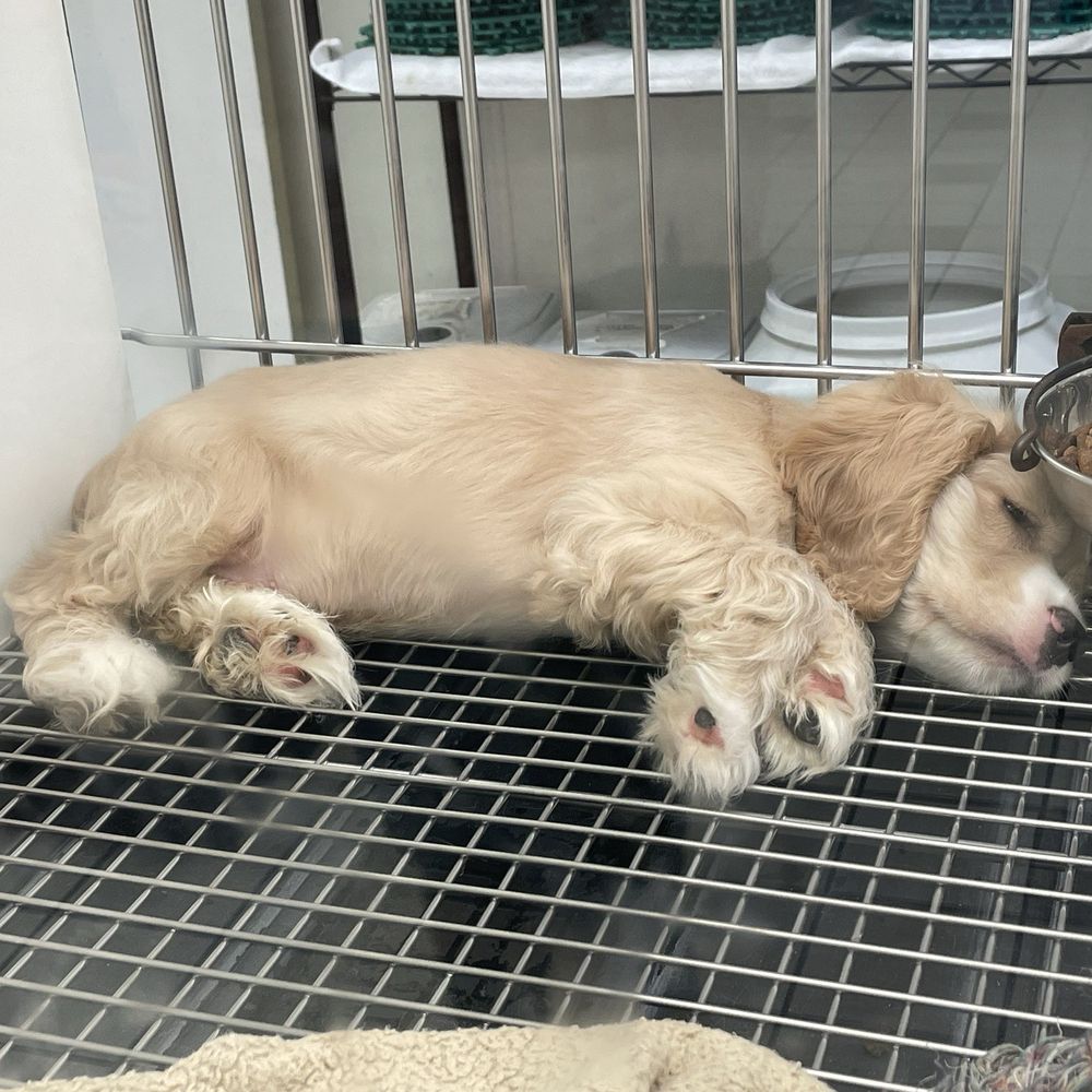 Family Pet - Pet Stores Near Me - Chesapeake, Virginia