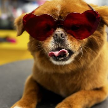 Nauti Dogs Professional Grooming - Pet Groomers Near Me - Smithtown, New York Nauti Dogs Professional Grooming - Pet Groomers Near Me - Smithtown, New York