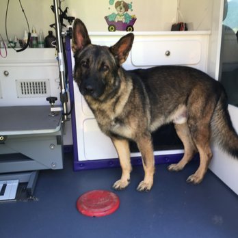 Fetch Dog Spa - Pet Groomers Near Me