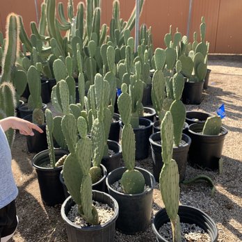 Old Pueblo Cactus - Prickly pear - Nurseries & Gardening Near Me - Tucson, Arizona