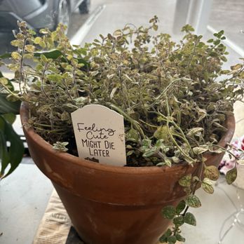 Starry Night Cafe - Plant humor - Cafes Near Me - Smithfield, Rhode Island
