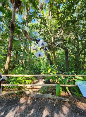 McKee Botanical Garden by null