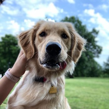 Sit Means Sit Dog Training Des Moines - Pet Training Near Me - Windsor Heights, Iowa Sit Means Sit Dog Training Des Moines - Pet Training Near Me - Windsor Heights, Iowa