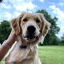 Photo of Sit Means Sit Dog Training Des Moines