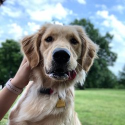 Sit Means Sit Dog Training Des Moines