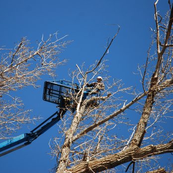 Wilson Tree Works - Tree Services Near Me - Dayton, Nevada Wilson Tree Works - Tree Services Near Me - Dayton, Nevada