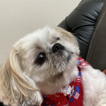 Forney Pet Spa - Pica's a bit choppy lookin - Pet Groomers Near Me - Forney, Texas