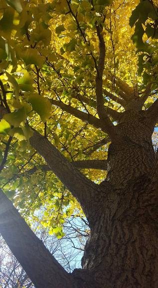 Alive Tree Care - tree service in Pekin, IL