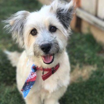 Peewee and Friends - His first groom with Cheryl in May of 2017 - Pet Groomers Near Me Peewee and Friends - His first groom with Cheryl in May of 2017 - Pet Groomers Near Me